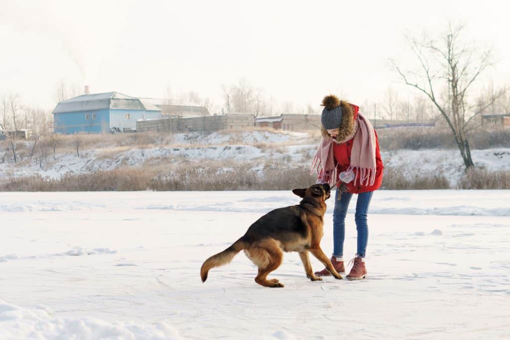 german shepherd friendly apartments