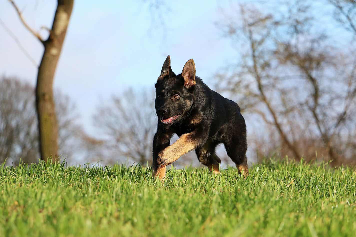 Mini German Shepherds: Everything You Could Want to Know - Embora Pets