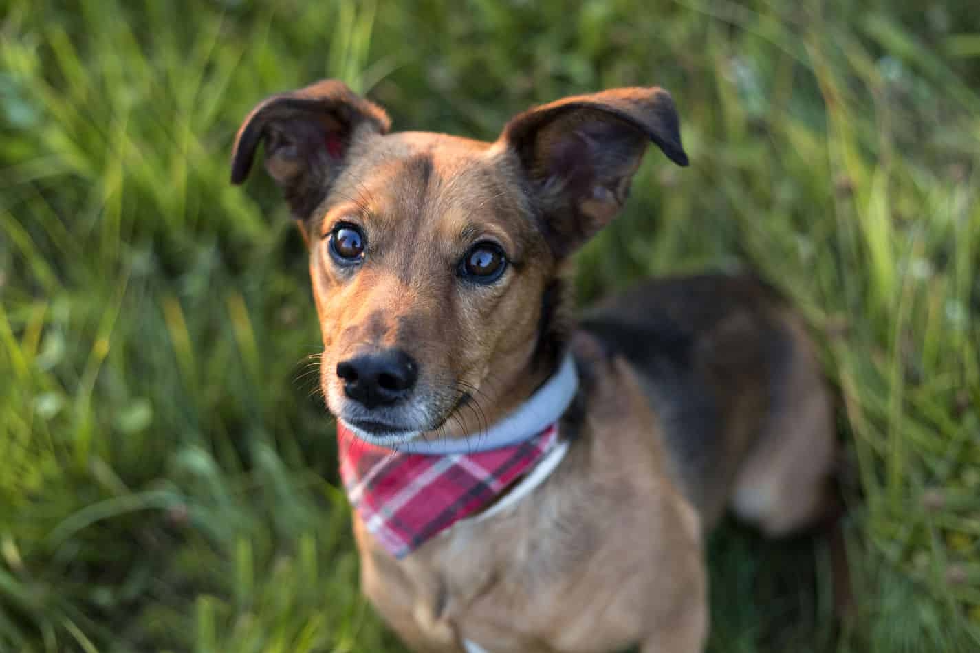 dachshund hound mix