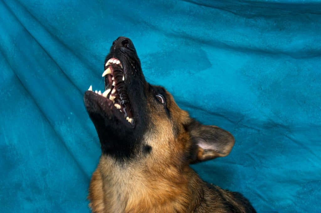 german shepherd whining in crate