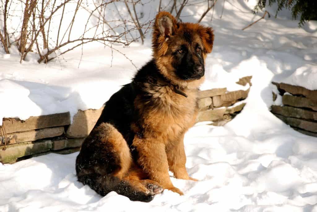 medium coat german shepherd puppies