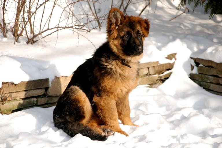 Can German Shepherds Stay Outside In The Cold?