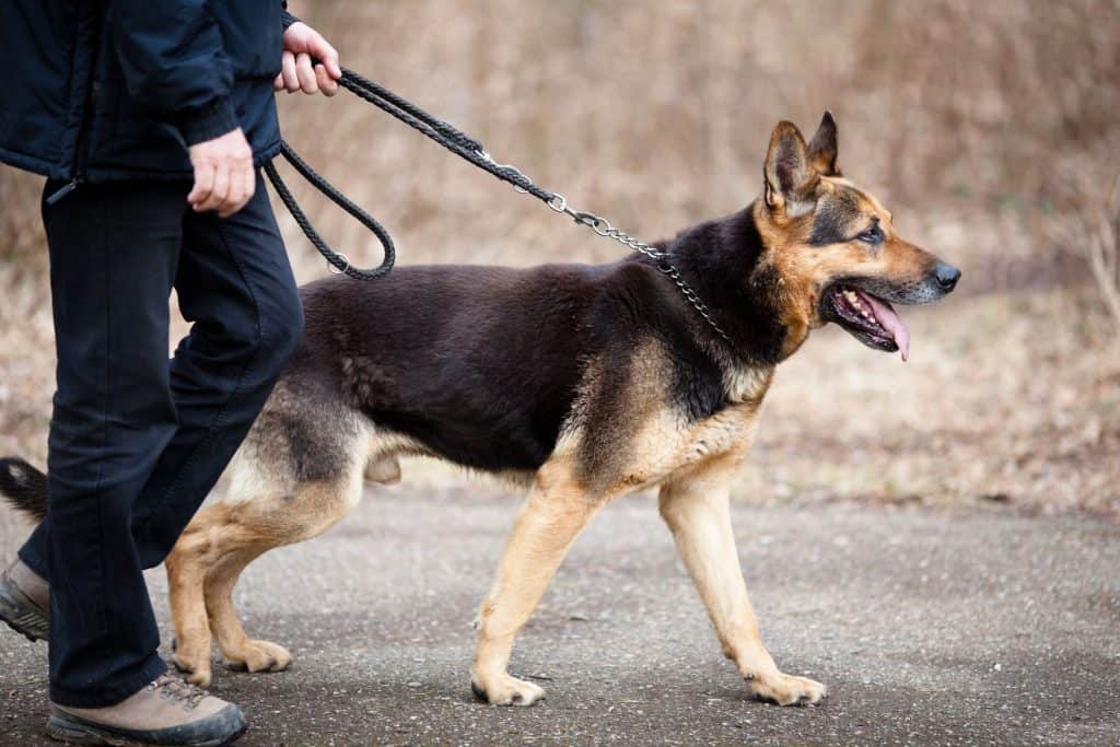 Are German Shepherds Easy to Train? (Answered!)