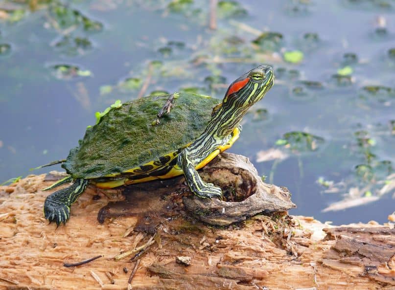 male red eared slider