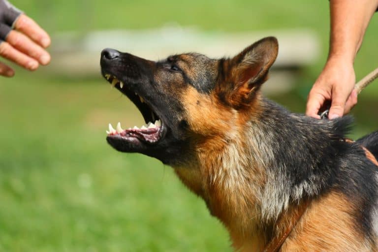How to get German Shepherds to Calm Down