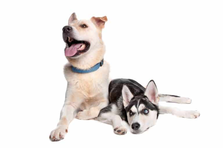 Are Husky Lab Mixes Good Dogs? A Complete Guide With Pictures