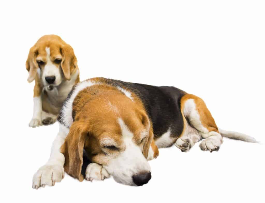 Beagle Rescue Guide: How to Find One, and What it Will Be Like - Embora ...