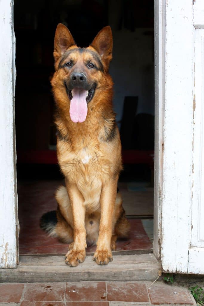 how big will a mastiff shepherd mix get