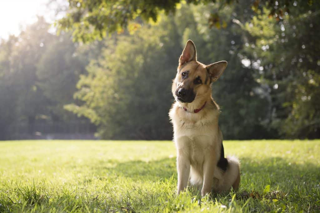 16244078 xl Can German Shepherds Stay Outside in the Heat?