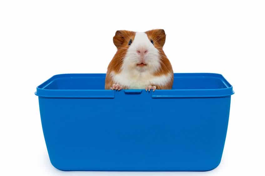 Guinea Pigs as Pets: 17 Things to Know Before Getting One