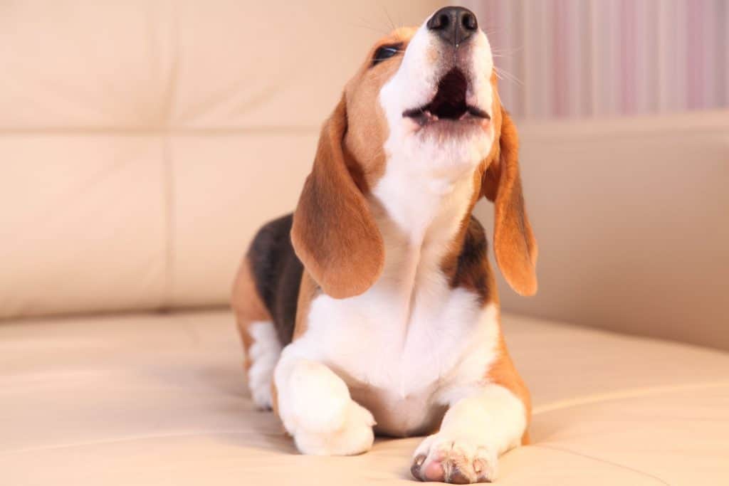 Do clearance beagles howl