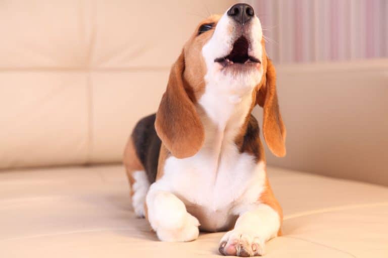 How Often Do Beagles Bark?