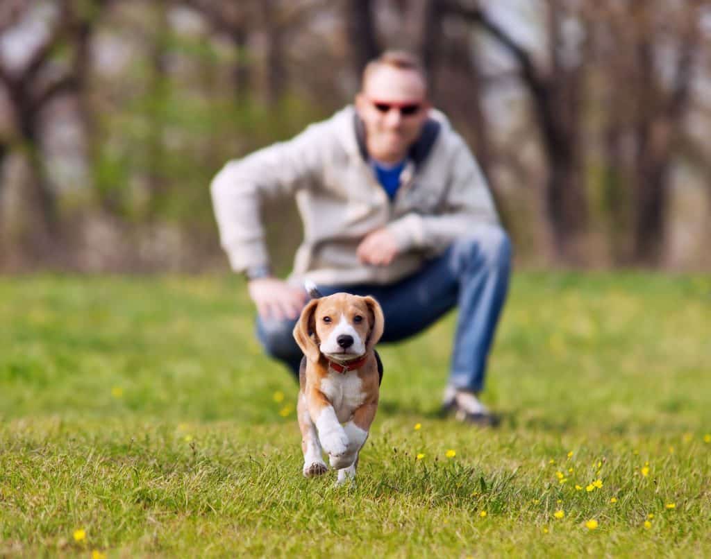 Beagle good hot sale with toddlers