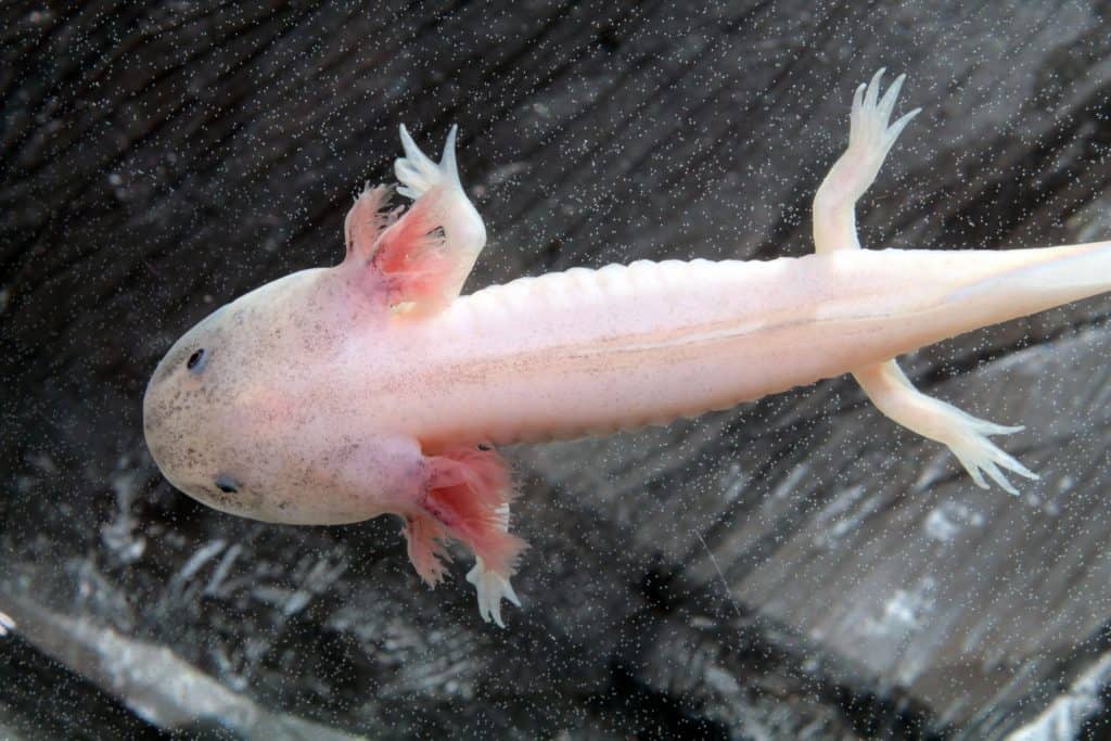 19986833 m 21 Amazing Axolotl Facts