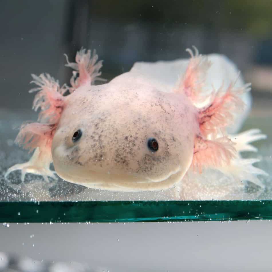 axolotl snugglies