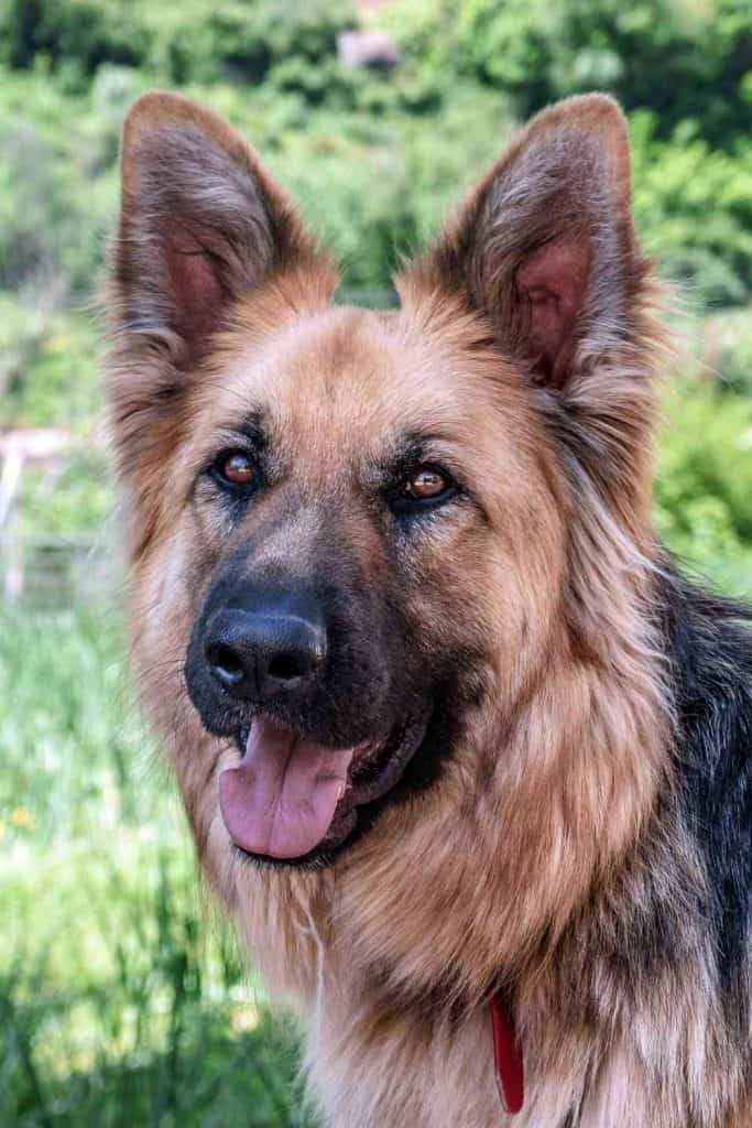 Do German Shepherds Get Along With Cats Embora Pets