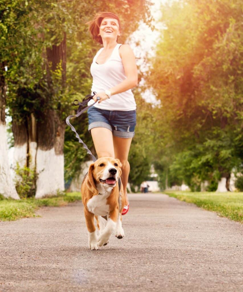 beagle running speed