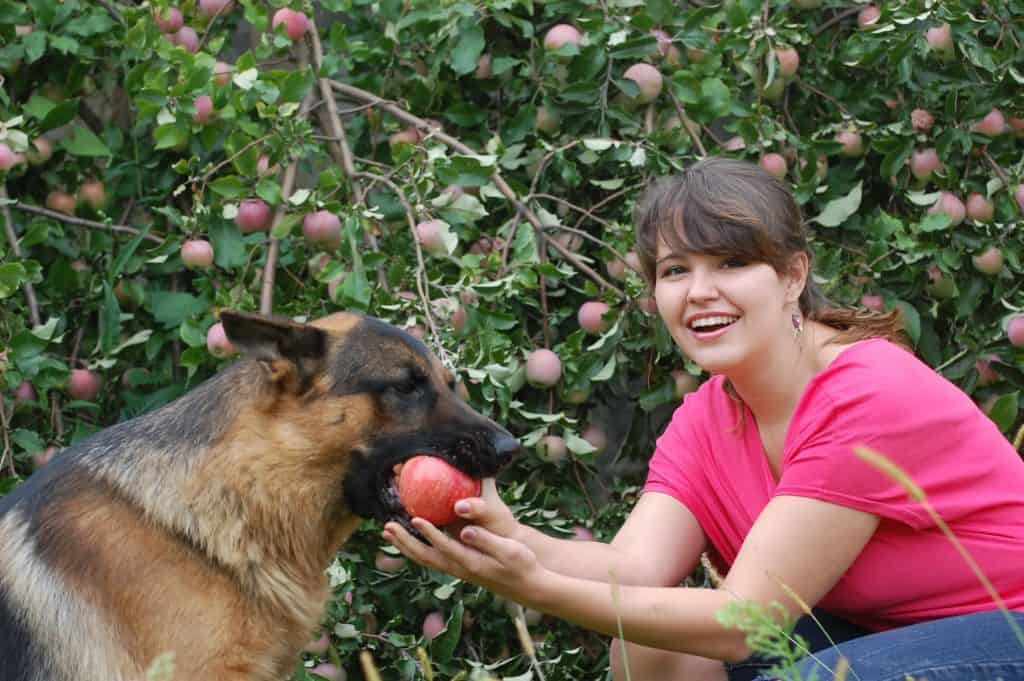 21805199 m Can German Shepherds Eat Chicken?