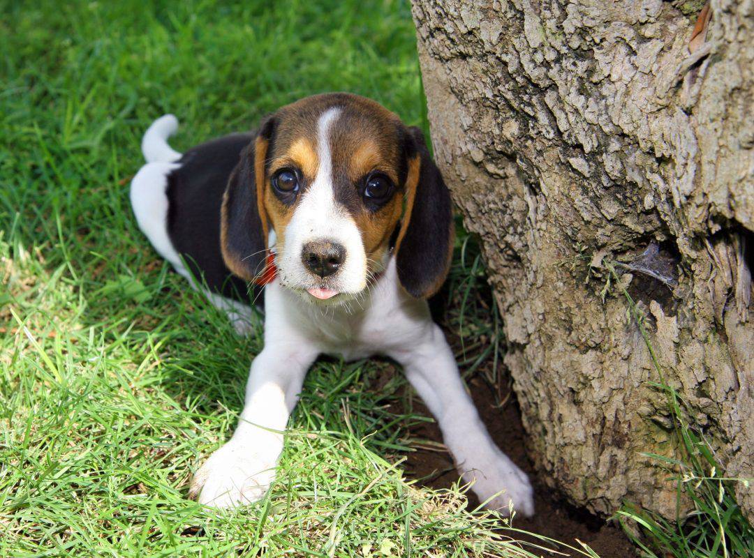 Can Beagles Stay Outside in the Heat? - Embora Pets