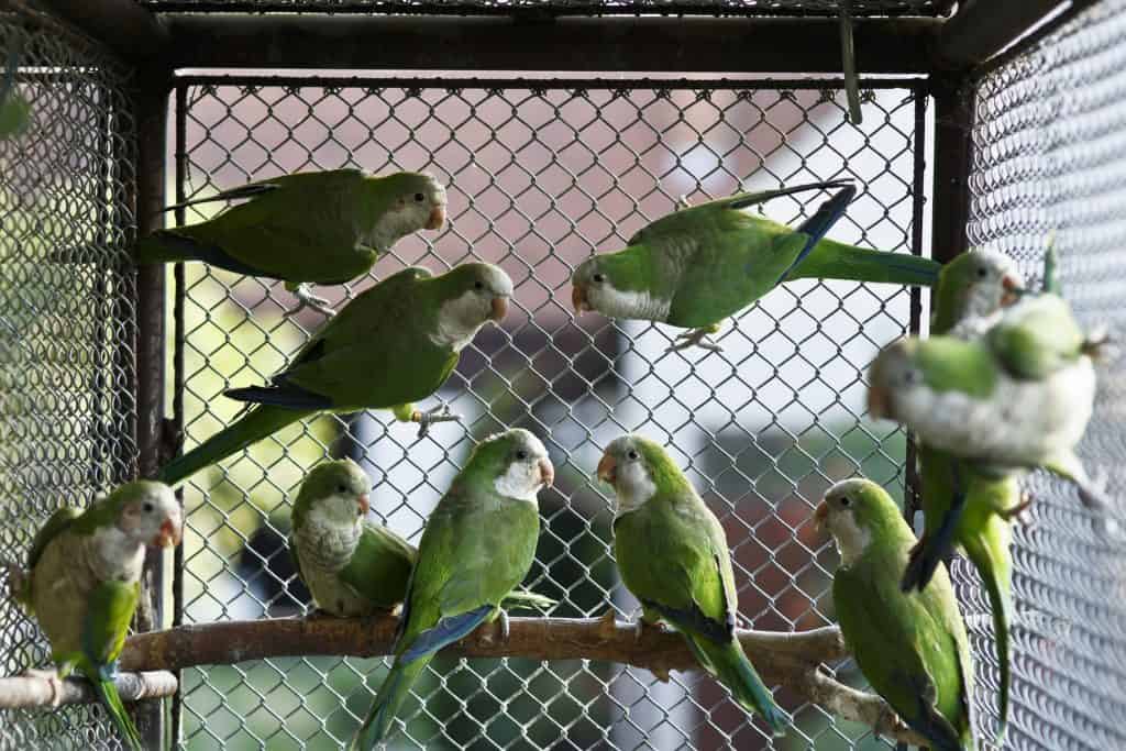21914575 m Monk Parakeets as Pets: Pictures, Cost to Buy, and Temperament Info