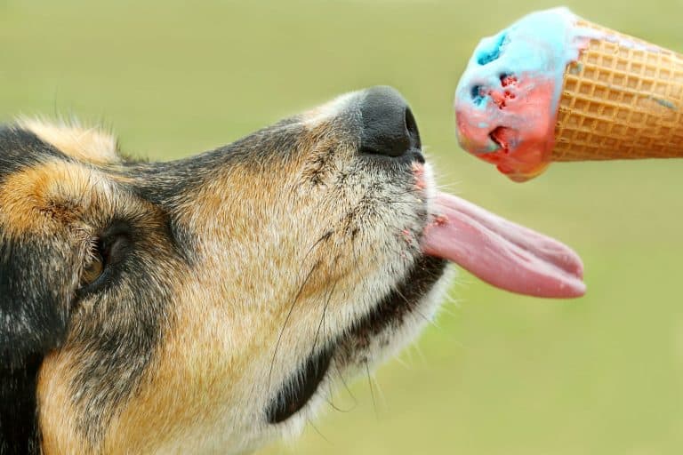 The Ultimate Guide to What German Shepherds Can (And Can’t) Eat