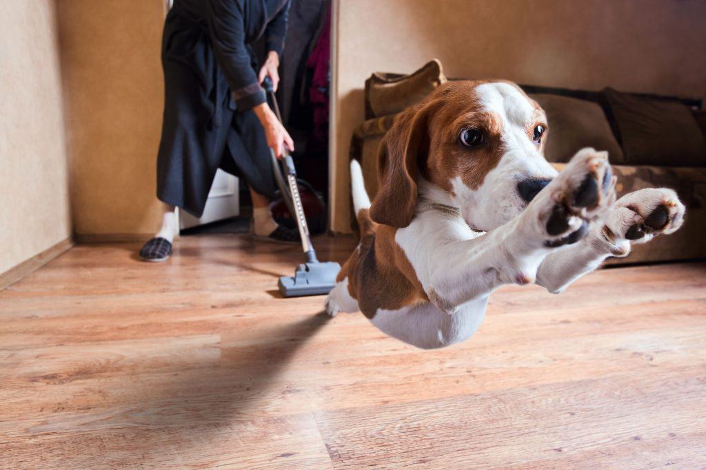 22967155 m Are Beagles Hypoallergenic? Tips for Families With Allergies.