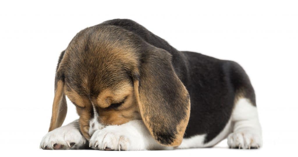 23286098 m How Often Do Beagles Bark?