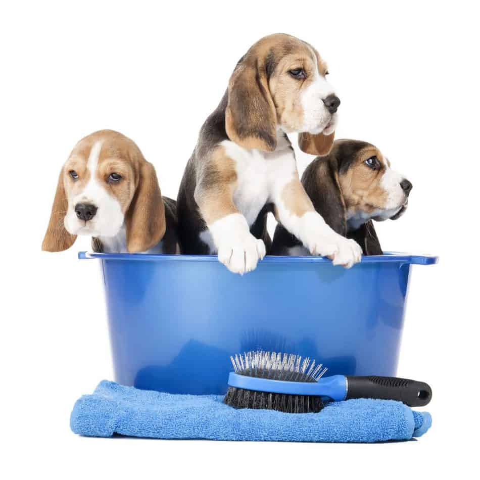 23320227 m Are Beagles Hypoallergenic? Tips for Families With Allergies.