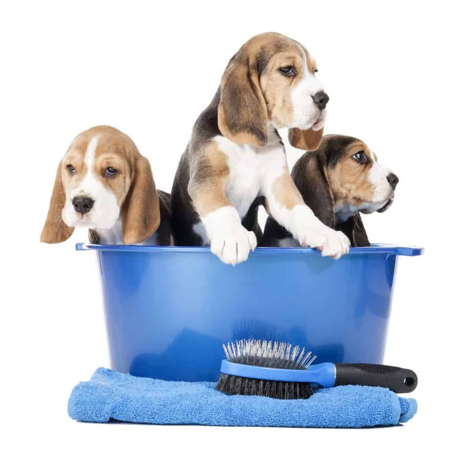 are kerry beagle hypoallergenic