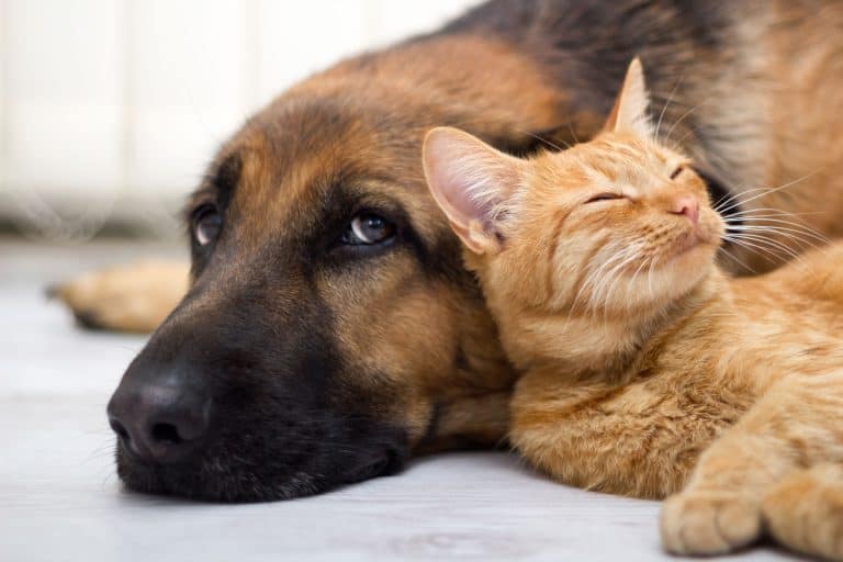 Do German Shepherds Get Along With Cats?