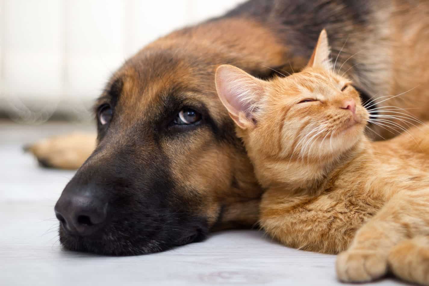 can german shepherds get along with cats