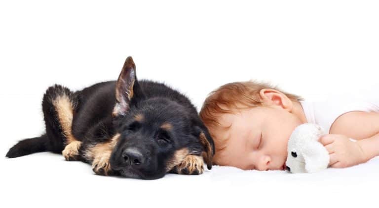 Are German Shepherd Puppies Good With Kids?