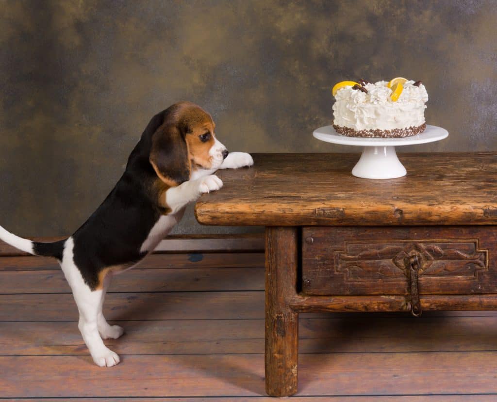 25798844 m The Ultimate Guide to What Beagles Can (And Can't) Eat