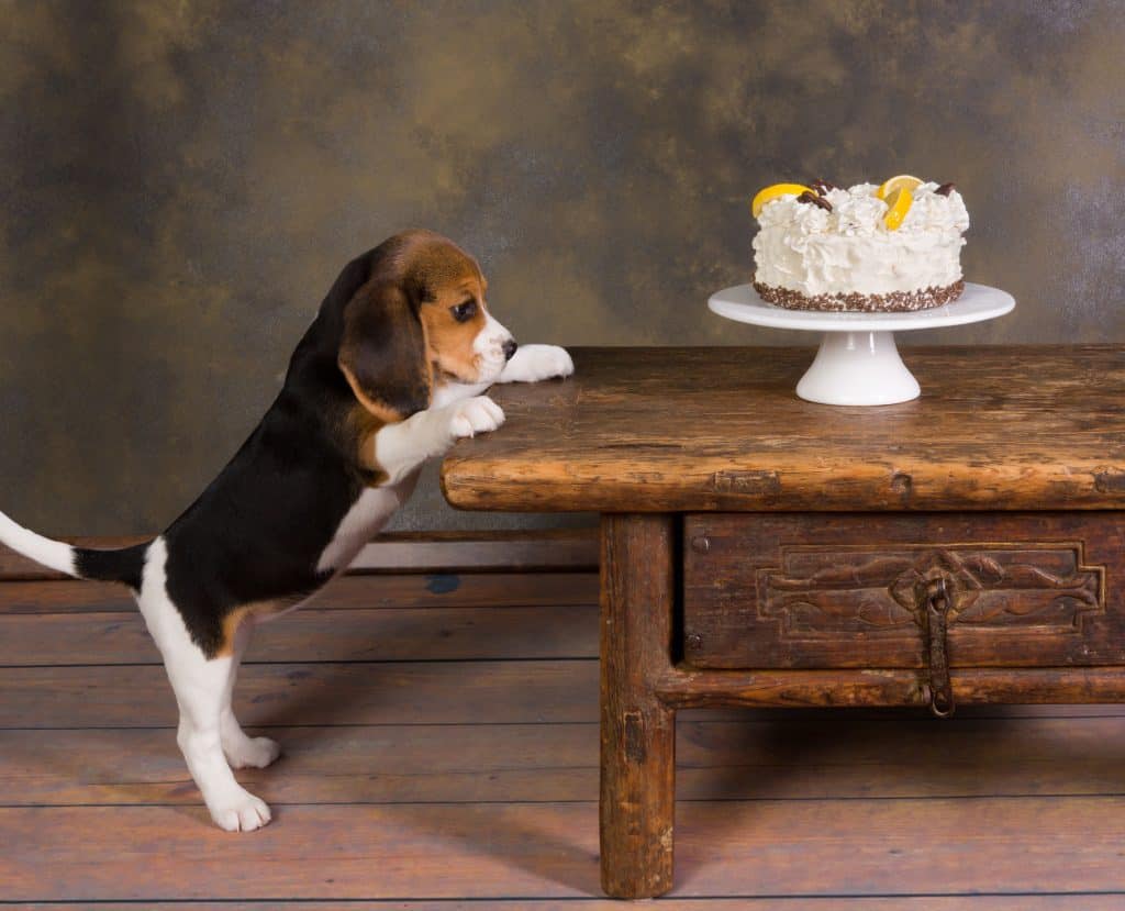 Beagle puppy food guide sale