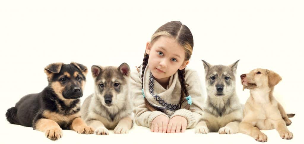 are husky lab mix good with cats