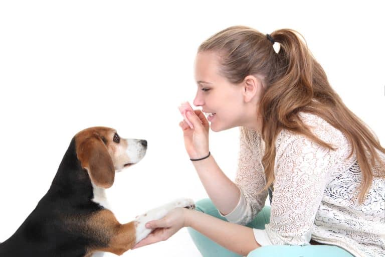 Are Beagles Easy to Train?