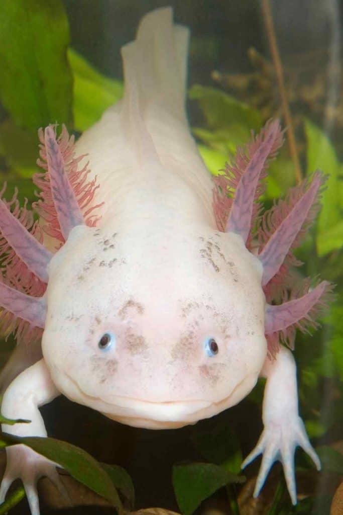 Axolotl as pets