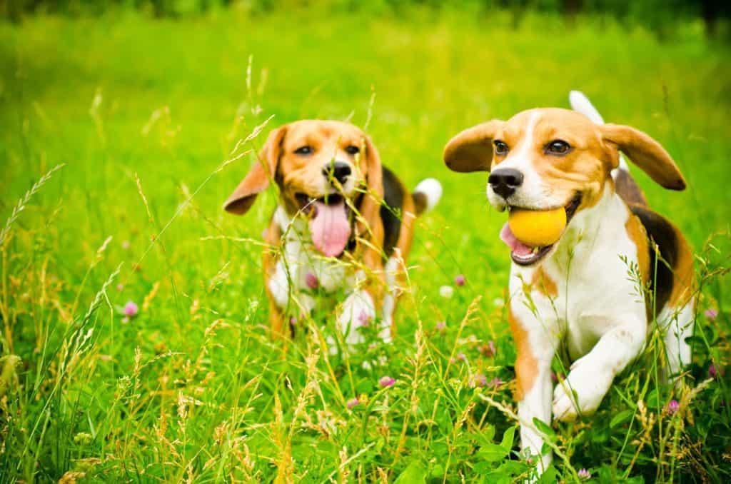 are beagle dogs smart