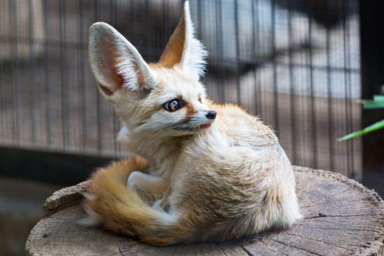 Fennec Foxes as Pets: Cost to Buy, Legalities, and Ease of Care