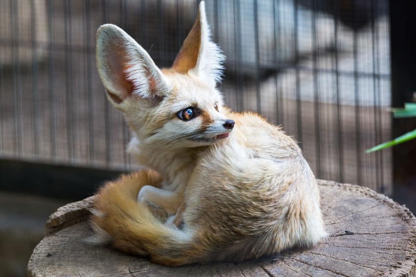 baby fennec fox pet