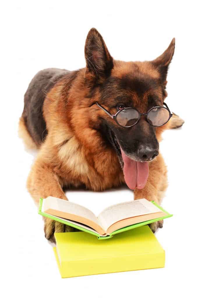 smartest german shepherd