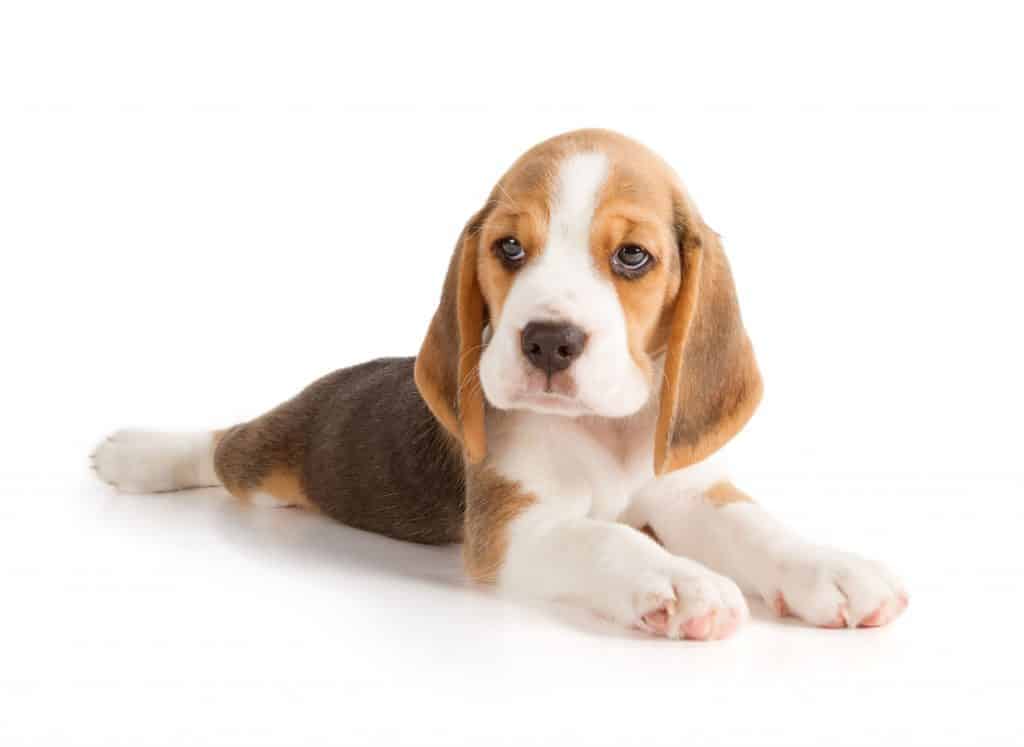 31426037 m Why Do Beagles Cry?