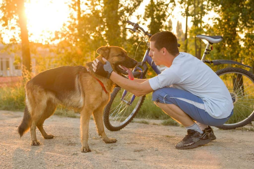 32428529 m Can German Shepherds Run Long Distances?