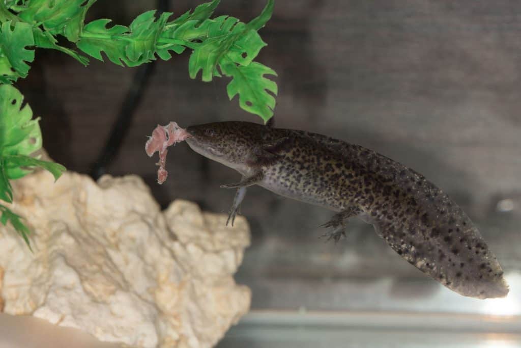 AXOLOTL LIVE WORMS