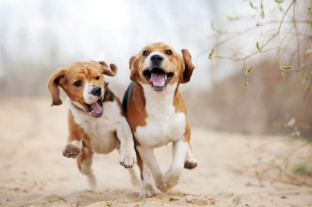 beagle running speed