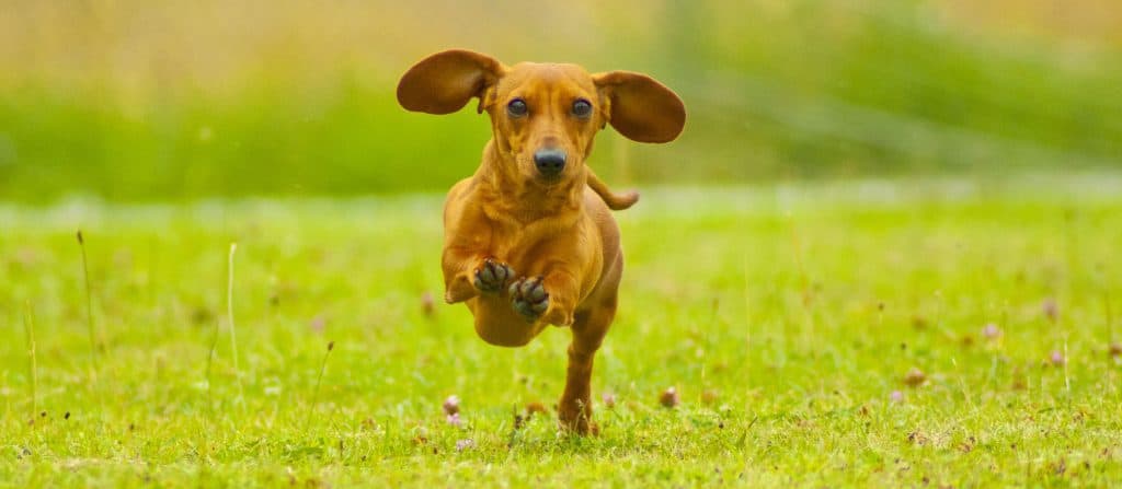 35868612 m Are Dachshunds Good with Kids? A Guide for Parents