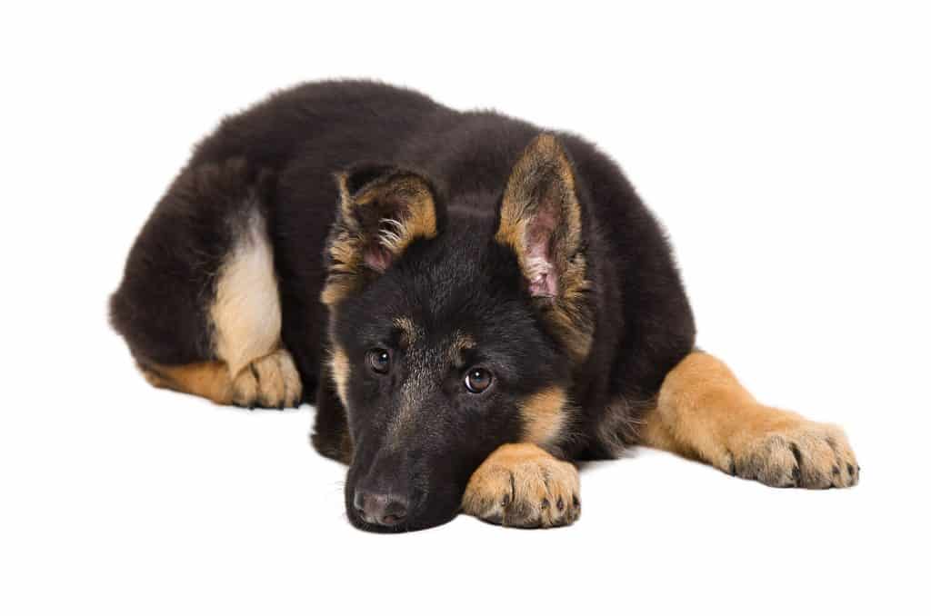 38978340 m Are German Shepherd Puppies Good With Kids?