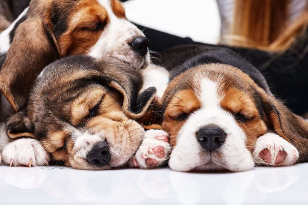 39683133 m How Long do Beagles Reproduce?