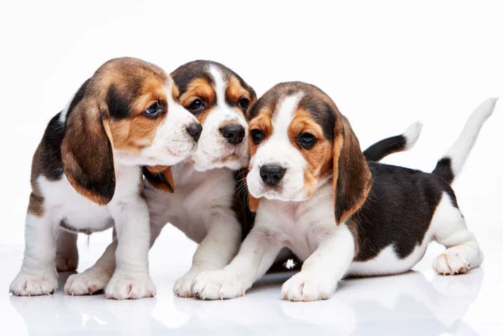 are pocket beagles good with kids