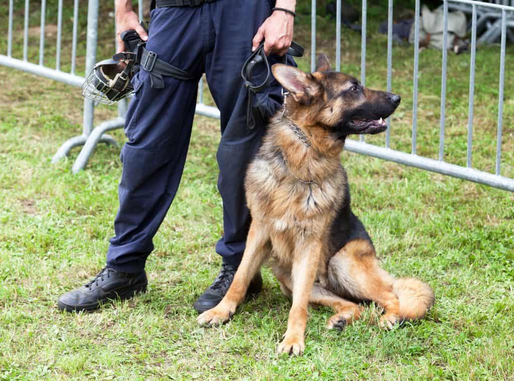 Are German Shepherds Easy to Train 